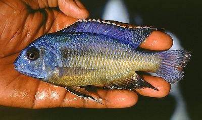Protomelas sp. 'steveni black belly' Kande Island